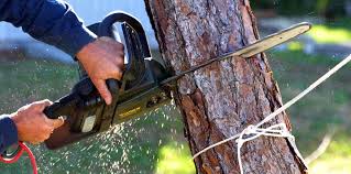 Best Arborist Consultation Services  in Wallington, NJ