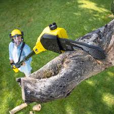 Best Tree Preservation Services  in Wallington, NJ