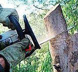 Best Tree Maintenance Programs  in Wallington, NJ