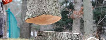 Best Tree Risk Assessment  in Wallington, NJ