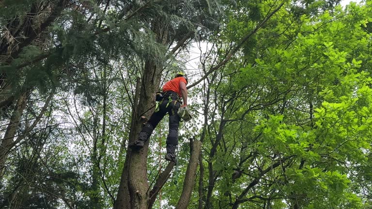 Best Tree Removal  in Wallington, NJ
