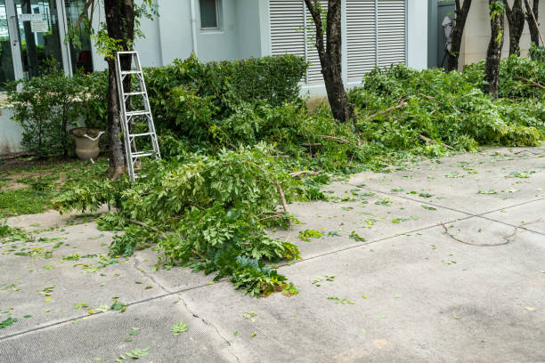 Best Tree Cabling and Bracing  in Wallington, NJ
