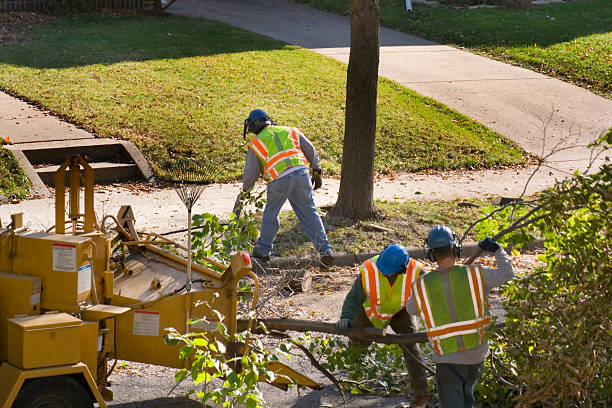 Best Grass Overseeding  in Wallington, NJ