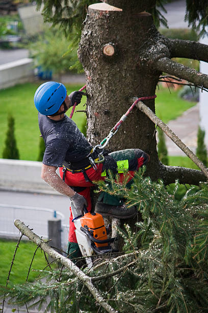 Best Firewood Processing and Delivery  in Wallington, NJ