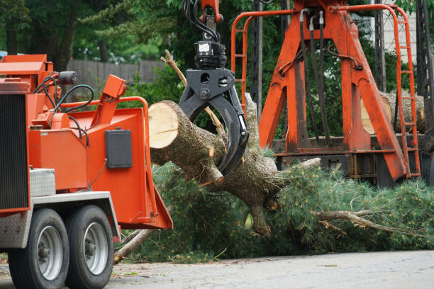 Best Leaf Removal  in Wallington, NJ