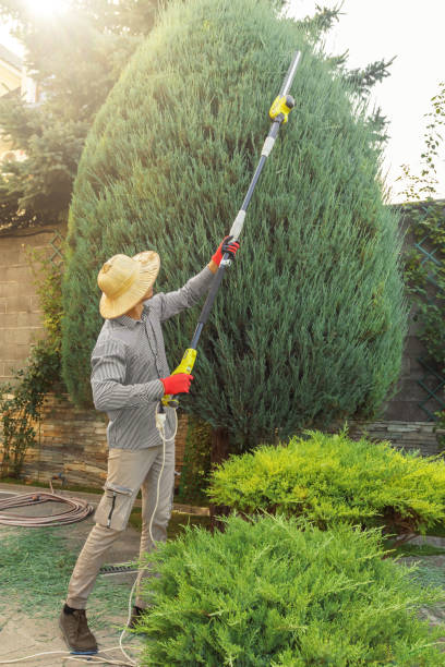 How Our Tree Care Process Works  in  Wallington, NJ