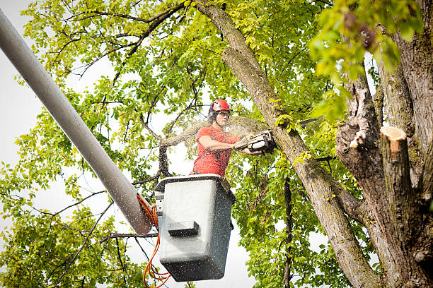 Best Seasonal Cleanup (Spring/Fall)  in Wallington, NJ