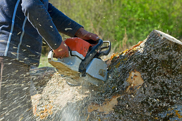 Best Pest Control for Lawns  in Wallington, NJ